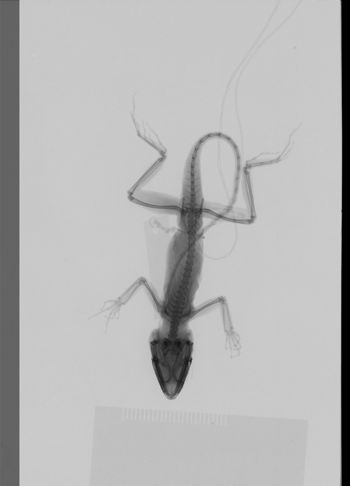 Media type: image;   Herpetology R-189270
